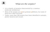 What are the serpins? It is a family of proteins characterised by a common molecular architecture Most of the serpins are serine protease inhibitors, but.