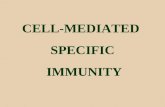 CELL-MEDIATED SPECIFIC IMMUNITY. Regulation: is mediated by cytokines and cell-to-cell contact B cells and immunoglobulin production T cell cytotoxicity.