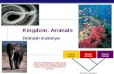 AP Biology 2007-2008 Domain Bacteria Domain Archaea Domain Eukarya Common ancestor Kingdom: Animals Domain Eukarya Click the "Slide Show" button at the.