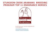 STURGEON CREEK ARABIANS BREEDING PROGRAM TOP 11 ENDURANCE HORSES Box 898, Beausejour, Manitoba CANADA R0E 0C0 Tel: 204-268-3437 .