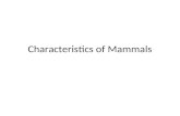 Characteristics of Mammals. Key Characteristics of Mammals All mammals have the following in common: – Are endothermic – Hair – Specialized teeth – Females.