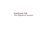 Lecture 18 The Digestive System. Food for Energy and Growth Food provides animals with energy and essential nutrients for growth A healthy diet contains.