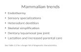 Mammalian trends Endothermy Sensory specializations Heterodont dentition Skeletal simplification Dentary/squamosal jaw joint Lactation and increased parental.