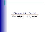 Chapter 14 – Part 4 The Digestive System. Accessory Digestive Organs Salivary glands Teeth Pancreas Liver Gall bladder.