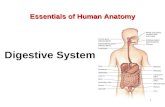 1 Essentials of Human Anatomy Essentials of Human Anatomy Digestive System.