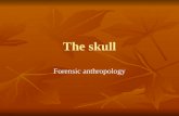 The skull Forensic anthropology. The Skull Total # - 22 Total # - 22 8 paired, 6 unpaired 8 paired, 6 unpaired Cranium – skull without mandible Cranium.