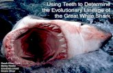 Using Teeth to Determine the Evolutionary Lineage of the Great White Shark Sarah Elise Field Bailey Keeler Elizabeth Lillard Kristin Oliver.