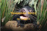 Tasmanian Devil By Gregg H Physical Characteristics Brown or black fur Sharp teeth, powerful jaws Tail 9 to 12 inches, body 20 to 31 inches long, weighs.