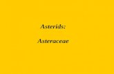 Asterids: Asteraceae. Asterids Very large, diverse group 10 orders, many families Apomorphies: –iridoid compounds –sympetalous corolla –ovules: one.