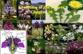 Evolution of the Flower Chapter 20. Two classes - Monocotyledons and Dicotyledons Distinctive reproductive feature - carpels Angiosperms enclose their.
