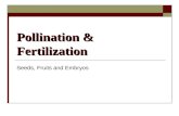 Pollination & Fertilization Seeds, Fruits and Embryos