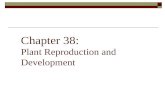 Chapter 38: Plant Reproduction and Development. Flowers Sexual organs of Angiosperms. Develop from compressed shoots with four whorls of modified leaves.