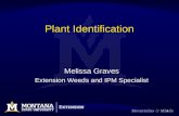 1 Plant Identification Melissa Graves Extension Weeds and IPM Specialist.