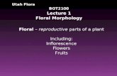 Utah Flora BOT2100 Lecture 1 Floral Morphology Floral – reproductive parts of a plant Including: Inflorescence Flowers Fruits.