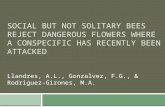 SOCIAL BUT NOT SOLITARY BEES REJECT DANGEROUS FLOWERS WHERE A CONSPECIFIC HAS RECENTLY BEEN ATTACKED Llandres, A.L., Gonzalvez, F.G., & Rodriguez-Girones,