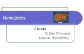Nematodes II MBBS Dr Ekta Chourasia Lecturer, Microbiology.