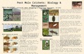 Pest Mole Crickets: Biology & Management Eileen A. Buss, Entomology & Nematology Department, UF/IFAS Whats the problem? Which species are pests? Are there.