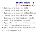 3- Blood Fluke 3- Blood Fluke Schistosoma sp. Schistosoma mansoni male Schistosoma mansoni female Schistosoma mansoni male & female Schistosoma haematobium.
