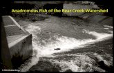 Anadromous Fish of the Bear Creek Watershed. The Bear Creek Watershed Virtual Tours were created with funds provided by the Bear Creek Watershed Education.