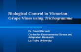 Biological Control in Victorian Grape Vines using Trichogramma Dr. David Bennett Centre for Environmental Stress and Adaptation Research La Trobe University.