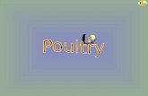 The term poultry refers to the rearing and breeding of avian species such as chickens, ducks, turkeys, geese and guinea-fowls which have been domesticated.