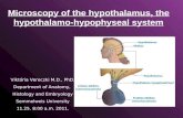 Microscopy of the hypothalamus, the hypothalamo-hypophyseal system Viktória Vereczki M.D., PhD. Department of Anatomy, Histology and Embryology Semmelweis.