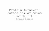 Protein turnover. Catabolism of amino acids III István Léránt.