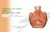 Cassava in Latin America: an ancient crop Mochica Culture - Perú Amano Museum – Lima, 1300 A.C. Maize and cassava plants.
