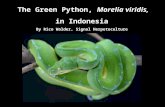 The Green Python, Morelia viridis, in Indonesia By Rico Walder, Signal Herpetoculture.