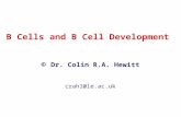 B Cells and B Cell Development © Dr. Colin R.A. Hewitt crah1@le.ac.uk.