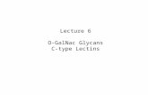 Lecture 6 O-GalNac Glycans C-type Lectins. The Glycome is Rich.
