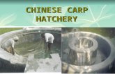 Chinese Circular Fish Hatchery