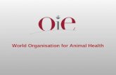 World Organisation for Animal Health. Import risk analysis David Wilson Head, International Trade OIE WTO Regional Workshop on the SPS Agreement.