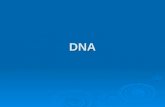 DNA Contents of the Nucleus DNA vocab  Deoxyribonucleic acid  Chromosomes  Chromatin  Genes  Genome.
