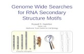 Genome Wide Searches for RNA Secondary Structure Motifs Russell S. Hamilton Davis Lab Wellcome Trust Centre for Cell Biology Drosophila melanogaster.