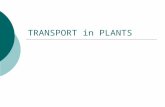 TRANSPORT in PLANTS. What must be transported in plants?  H 2 O & minerals  Sugars  Gas Exchange.