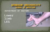 Dr. SREEKANTH THOTA DEPARTMENT OF ANATOMY Lower limb LEG.