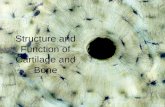 Bones and Skeletal Tissues Structure and Function of Cartilage and Bone.