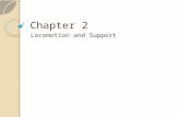 Chapter 2 Locomotion and Support. 2.1 SUPPORT AND LOCOMOTION IN HUMANS AND ANIMALS.