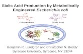 Sialic Acid Production by Metabolically Engineered Escherichia coli Benjamin R. Lundgren and Christopher N. Boddy * Syracuse University, Syracuse, NY 13244.