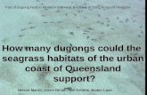 How many dugongs could the seagrass habitats of the urban coast of Queensland support? support? How many dugongs could the seagrass habitats of the urban.