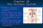 1 Chapter 26 The Urinary System Kidneys, ureters, urinary bladder & urethra Kidneys, ureters, urinary bladder & urethra Urine flows from each kidney, down.