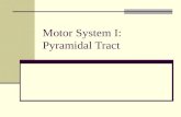 Motor System I: Pyramidal Tract. Objectives Motor System I: The Pyramidal Tract I. Introduction II. Origin of the Pyramidal Tract III. Effects of Stimulation.