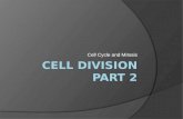 Cell Cycle and Mitosis.  The Cell Cycle: life of a cell from first formation (from a dividing parent cell) to its own division into 2 cells. Before a.
