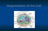 Organization of the Cell. Cell theory Cell theory Cells are the basic living units of organization and function Cells are the basic living units of organization.