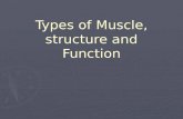 Types of Muscle, structure and Function. Types of muscle ► 3 General types ► 1) Smooth (visceral) muscle ► Loosely associated fibers ► Peristalsis ► Found.