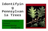Pennsylvania Forest Stewardship Program Identifying Pennsylvania Trees.