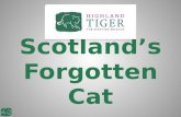 Scotland’s Forgotten Cat. What is a Scottish wildcat? Felis silvestris Last native feline Large and robust Well adapted Solitary and territorial Favour.