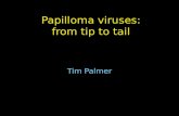 Papilloma viruses: from tip to tail Tim Palmer.