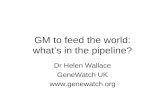 GM to feed the world: what’s in the pipeline? Dr Helen Wallace GeneWatch UK .